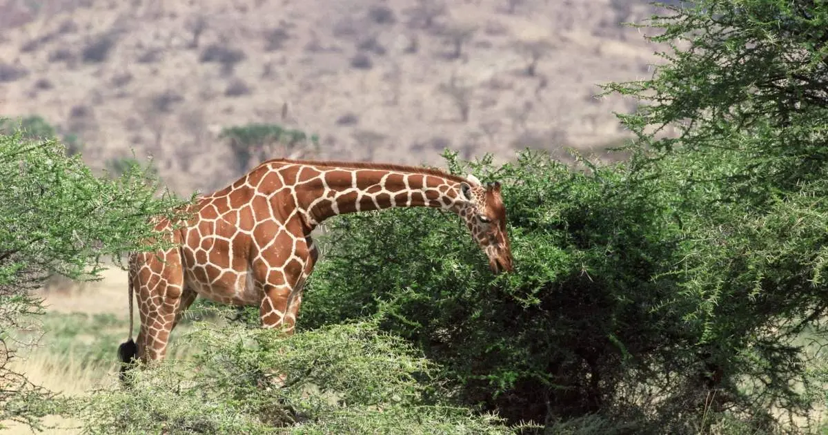 Why Aren't Vegetarians Called Herbivores? They Both Eat Plants?